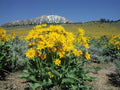 50 Arrowleaf Balsamroot Seeds, Native Wildflowers, Balsamorhiza Sagittata BA3050