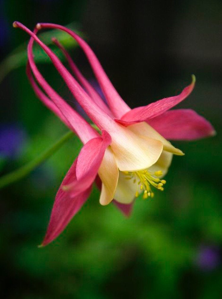 Native Wild Columbine Seeds, Flowering Shade Perennial, Aquilegia Canadensis, Red, Orange, Yellow, Sunset AQ0650