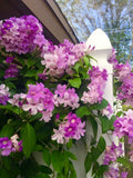 Stunning Purple Flowering Vine, Garlic Vine Seeds, Mansoa alliacea, formerly Bignonia Aequinoctialis, False Garlic MN0110