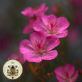 NEW! Rare Sticky Geranium Seeds, Native Wildflowers, Geranium Viscossissimum, GE6020