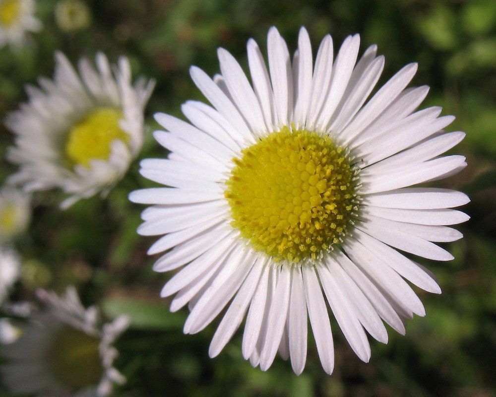 100 Daisy Fleabane Seeds, Native US Wildflowers, Erigeron Strigosus, ER801C