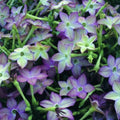 Rare Avalon Lime Purple Bicolor Jasmine Tobacco Seeds, PELLETED for easy sowing Moonlight Flowering Tobacco, Nicotiana Alata, NI2120P