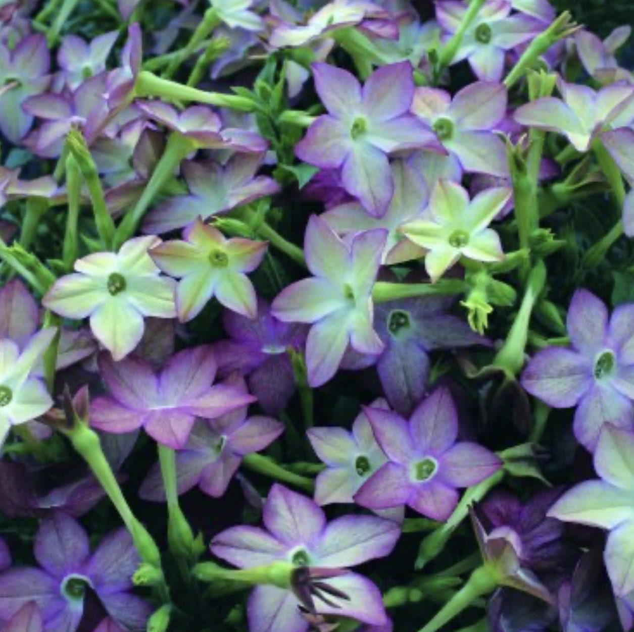 Rare Avalon Lime Purple Bicolor Jasmine Tobacco Seeds, PELLETED for easy sowing Moonlight Flowering Tobacco, Nicotiana Alata, NI2120P