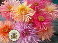 Giant Cactus Mix Zinnia Seeds, Zinnia Elegans ZE3625
