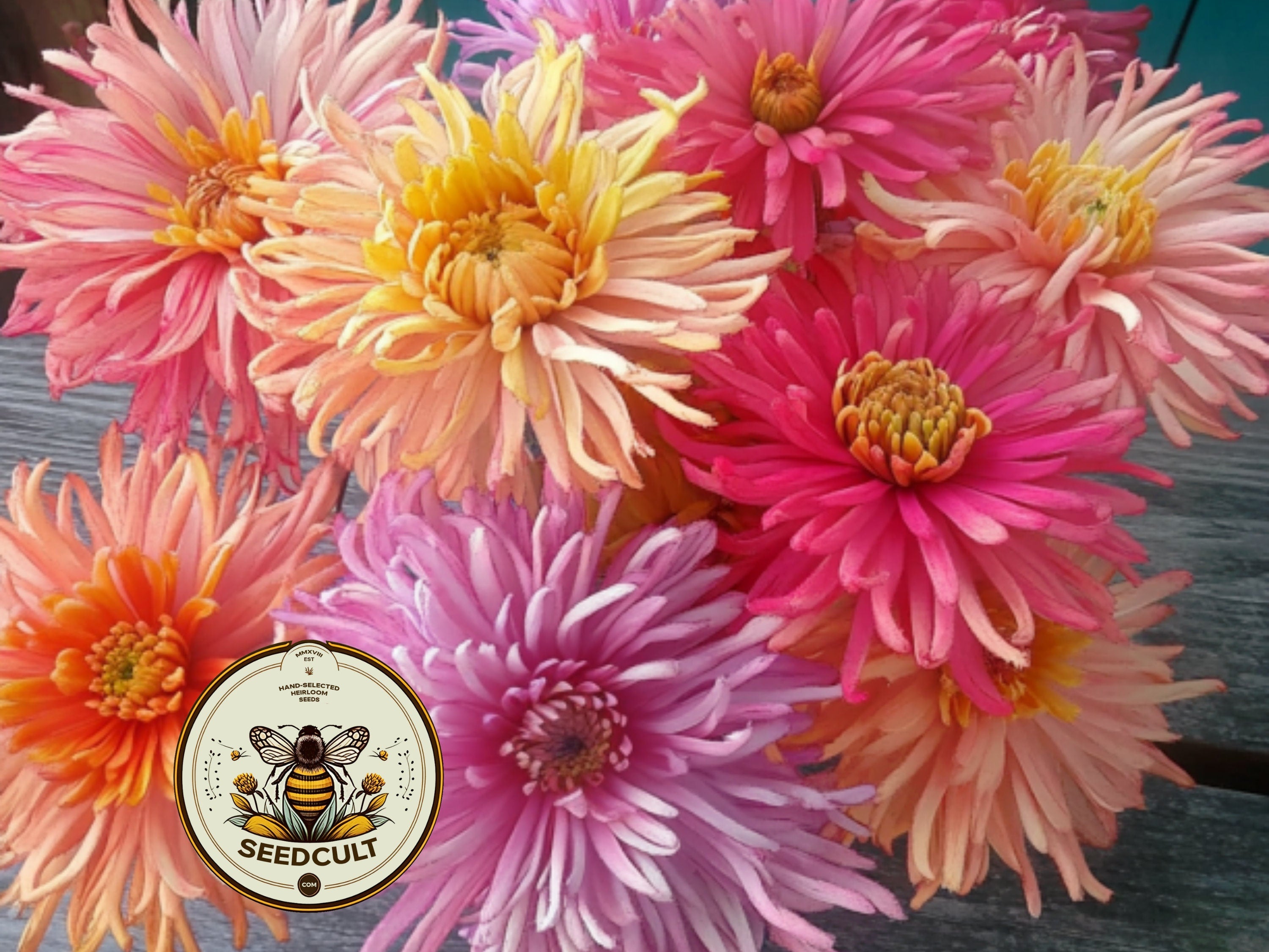 Giant Cactus Mix Zinnia Seeds, Zinnia Elegans ZE3625