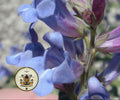 SAND PENSTEMON