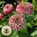 Peppermint Stick Zinnia Seeds, Organic Zinnia Elegans ZE0550