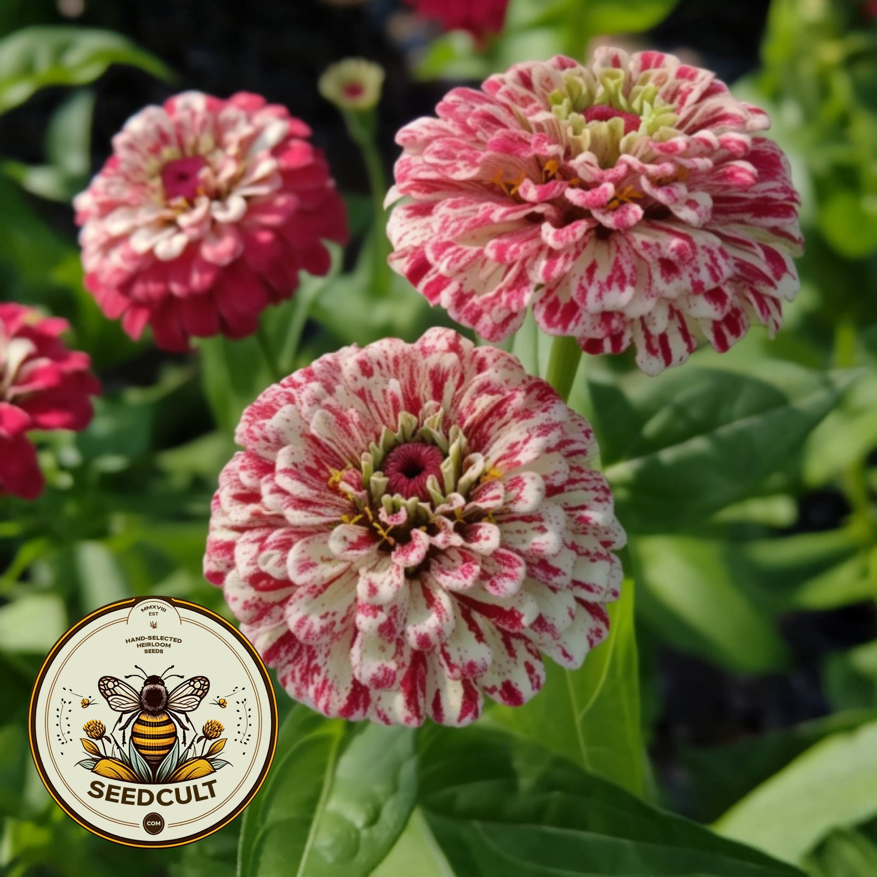 Peppermint Stick Zinnia Seeds, Organic Zinnia Elegans ZE0550
