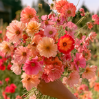 Electric Lemonade Cosmos Seeds, Rubenza x Apricot Lemonade, Peach, Orange, Red, Hot Pink, Yellow, CO2525