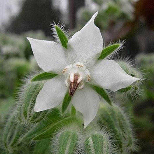 EDIBLE Borage Flower Seeds, Ice Cube Flowers, Medicinal, Organic White Borage Officinalis BO0220