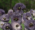 Amazing Grey Poppy Seeds, Gray Poppies, Papaver Rhoeas PR0250R