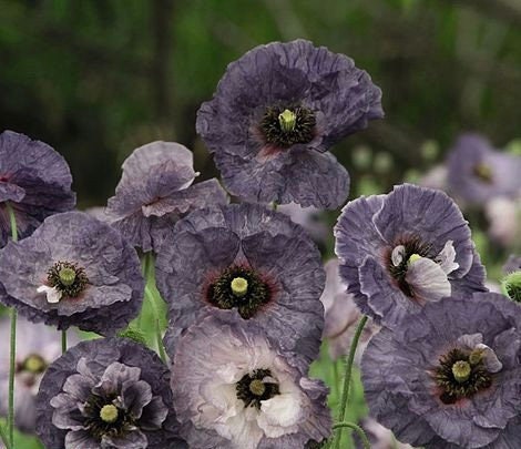 Amazing Grey Poppy Seeds, Gray Poppies, Papaver Rhoeas PR0250R