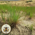 Native Idaho Fescue Grass, Festuca Idahoensis, FE212C