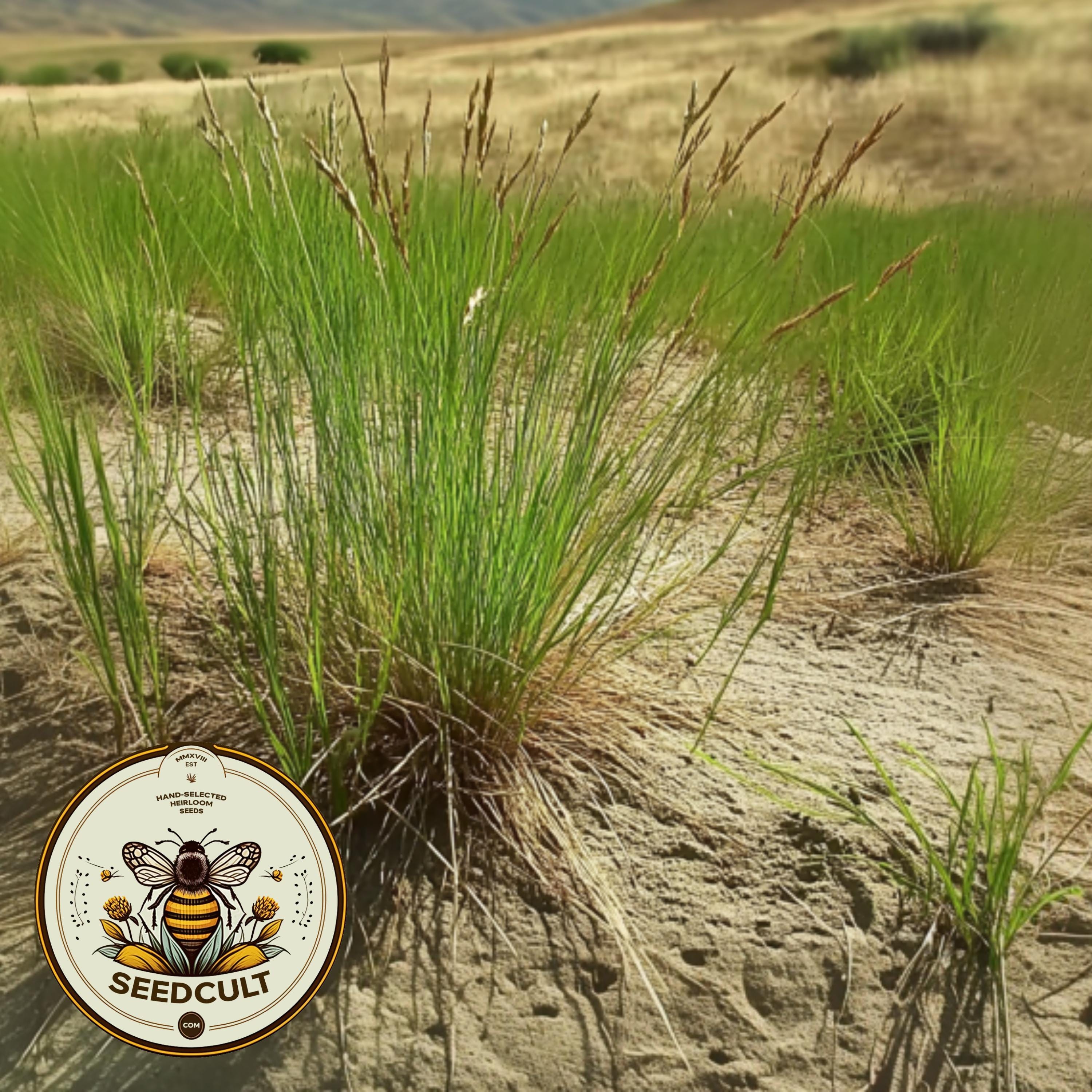 Native Idaho Fescue Grass, Festuca Idahoensis, FE212C