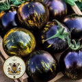 Wooly Kate Yellow Tomato Seeds, Non-GMO, Solanum Lycopersicum LY3820