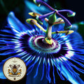 20 Blue Passion Flower Vine Seeds, Passiflora Caerulea, PF0220