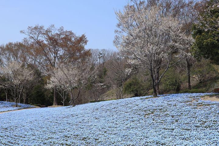 Bulk Baby Blue Eyes Wildflower Seeds, Nemophila, Native US Wildflower, Nemophila menziesii NE013C