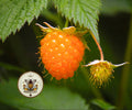 SALMONBERRY