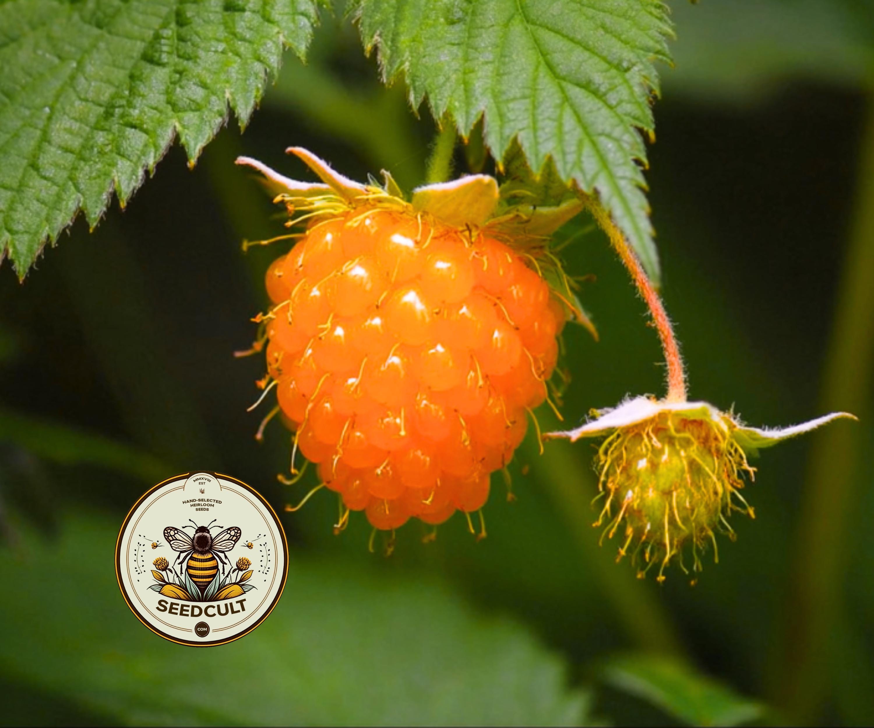 SALMONBERRY