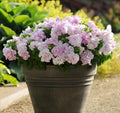 Double Cascade Orchid Mist Petunia Seeds, Pelleted for easier sowing and germination, Petunia Hybrida PE5325P