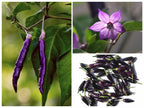 Organic Purple Cayenne Pepper Seeds, Hot Peppers CH0310