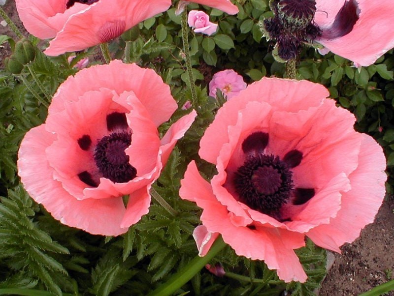 50 Princess Victoria Louise Oriental Poppy Seeds, Papaver Orientale, Rosy Pink and Black PO0350R