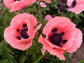 50 Princess Victoria Louise Oriental Poppy Seeds, Papaver Orientale, Rosy Pink and Black PO0350R