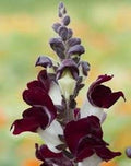 50 Night And Day Snapdragon Seeds, Organic Antirrhinum majus nanum AN5150
