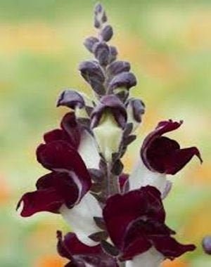 50 Night And Day Snapdragon Seeds, Organic Antirrhinum majus nanum AN5150