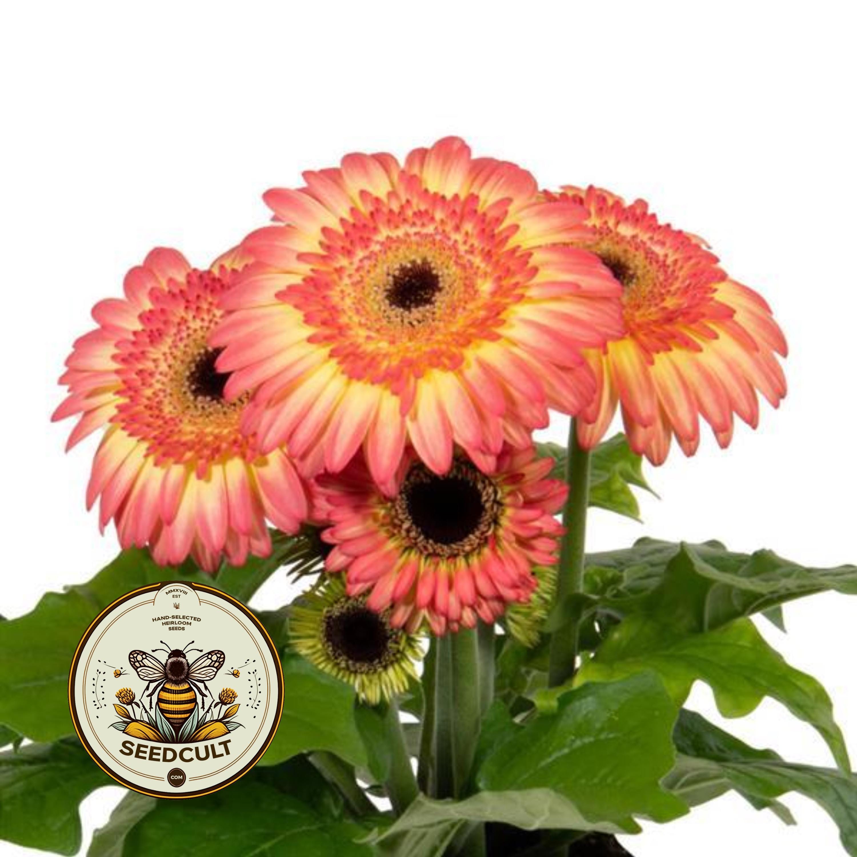 NEW! 5 Double Sunrise Joybera Gerbera Daisy Seeds, Gerbera