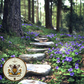Native Violet Ground Cover Seeds, Common Blue Violet, Viola Sororia VL0510