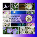 Fragrant Moonlight Garden Seed Collection in Gift Box, Sampler, 13 Individual Packs, 01FM13