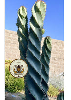 Corkscrew Peruvian Apple Cactus
