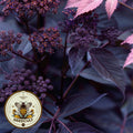 Ebony Holy Ghost, Gothic Garden, Angelica Seeds, Angelica Sylvestris ‚ÄòEbony‚Äô AN0210