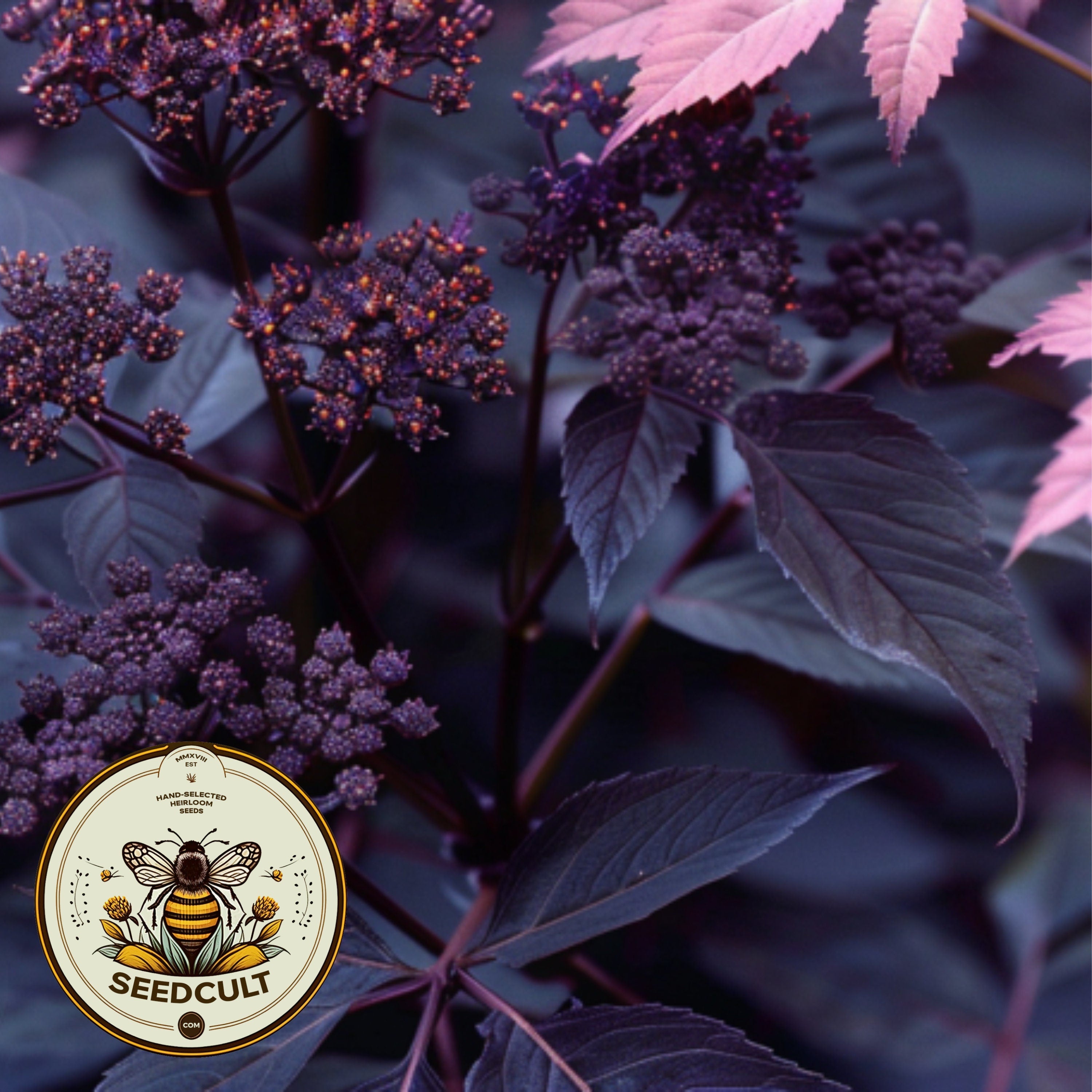 Ebony Holy Ghost, Gothic Garden, Angelica Seeds, Angelica Sylvestris ‚ÄòEbony‚Äô AN0210