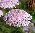 Pink Lace Flower Seeds, Organic Trachymene Coerulea TR4250