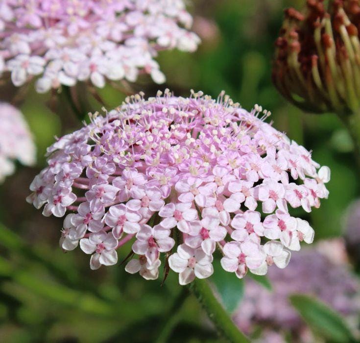 Pink Lace Flower Seeds, Organic Trachymene Coerulea TR4250