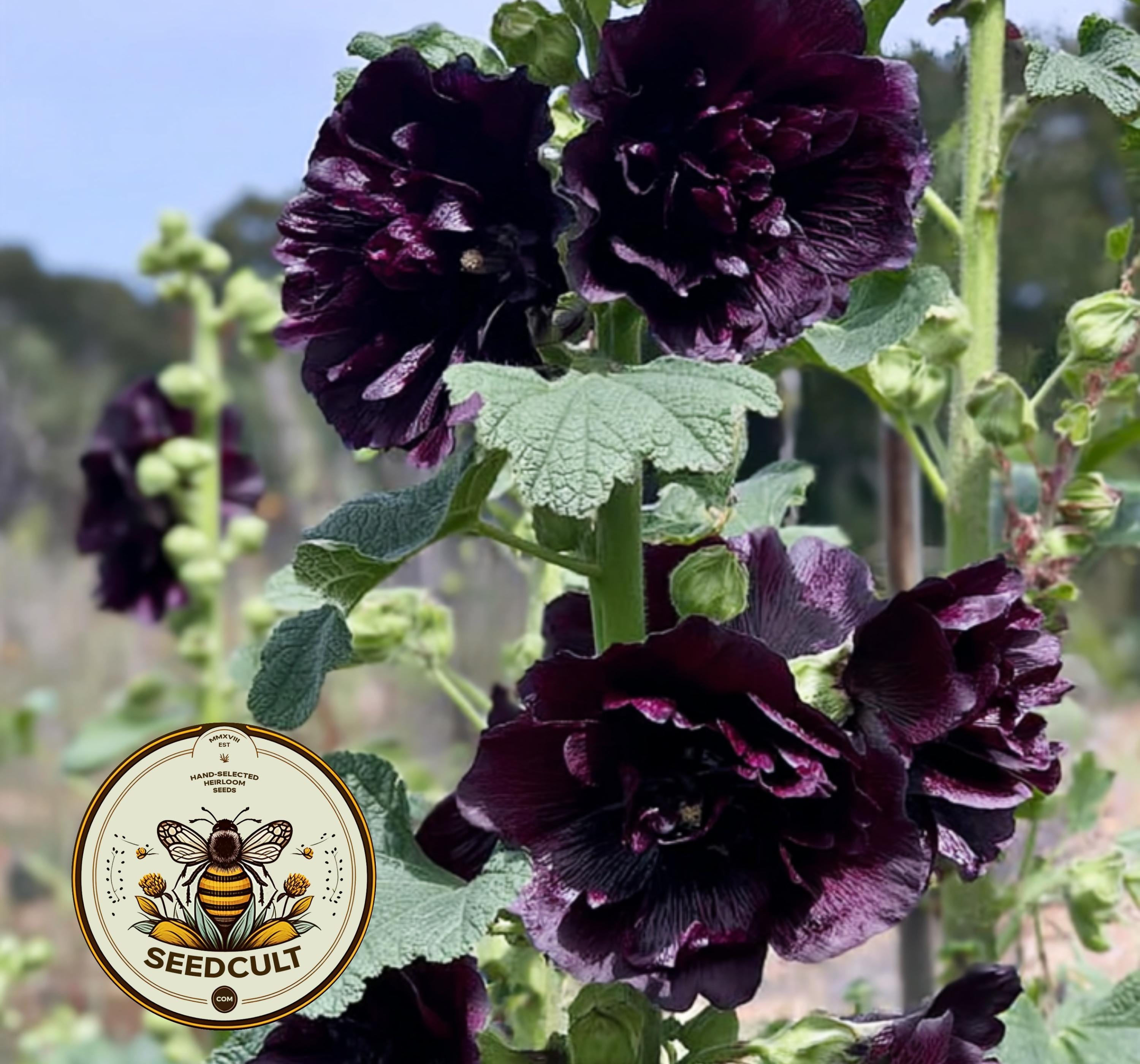 DOUBLE BLACK HOLLYHOCK