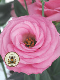 PINK CROMA 2 LISIANTHUS, CUT FLOWERS, EUSTOMA GRANDIFLORUM
