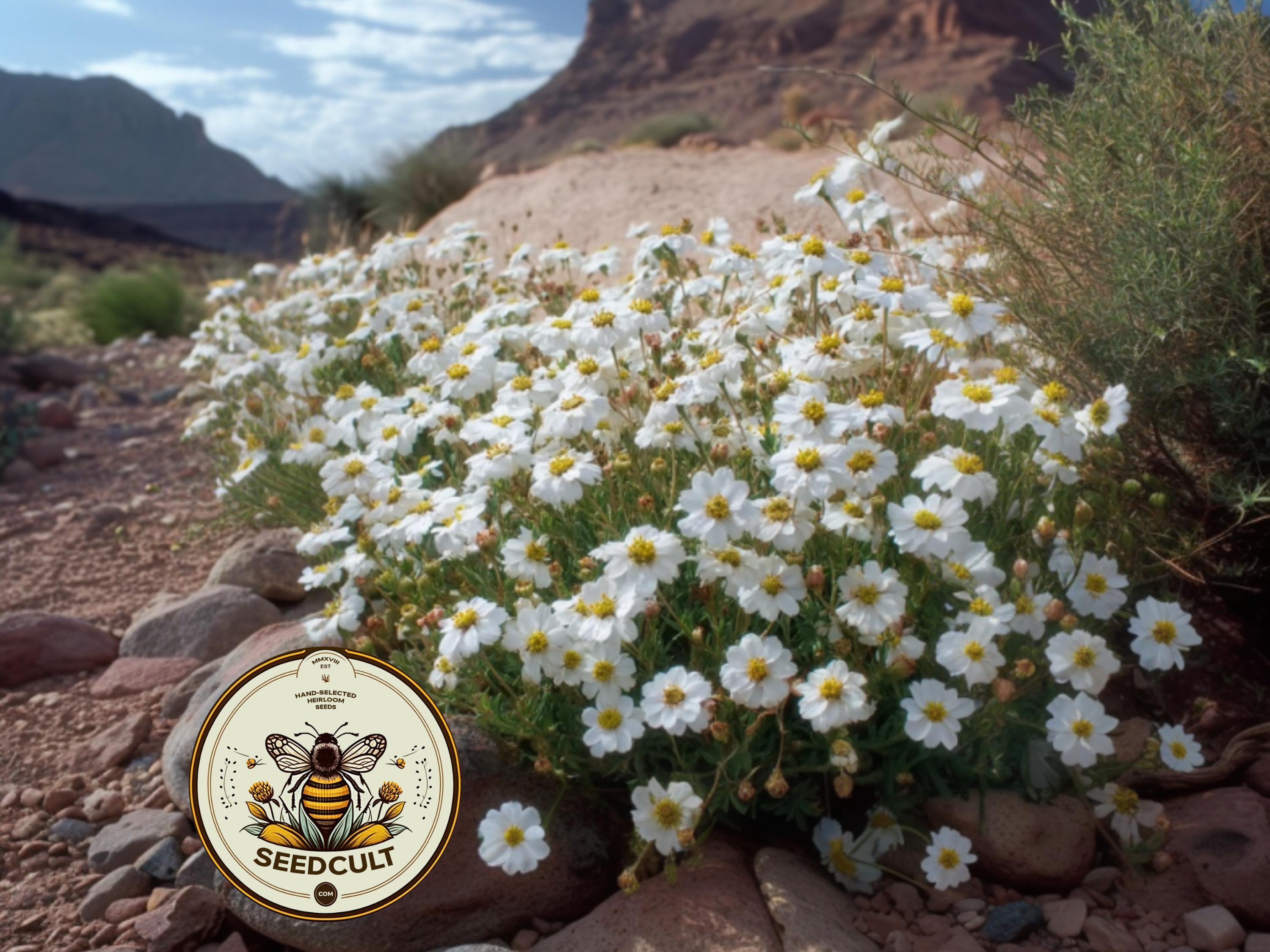 NEW! Rare Blackfoot Daisy Seeds, Native Southwestern Mealampodium Leucanthum, 10 Seeds