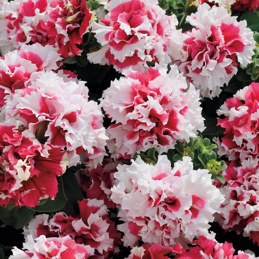 Double Pirouette Red Petunia Seeds, Pelleted for easier sowing and germination, Petunia Hybrida PE5725P