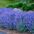 Blue Catmint seeds, Nepeta Mussinni NE0350
