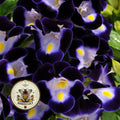 NEW! Deep Blue Kauai Torenia, Torenia Fournieri, TO3020P