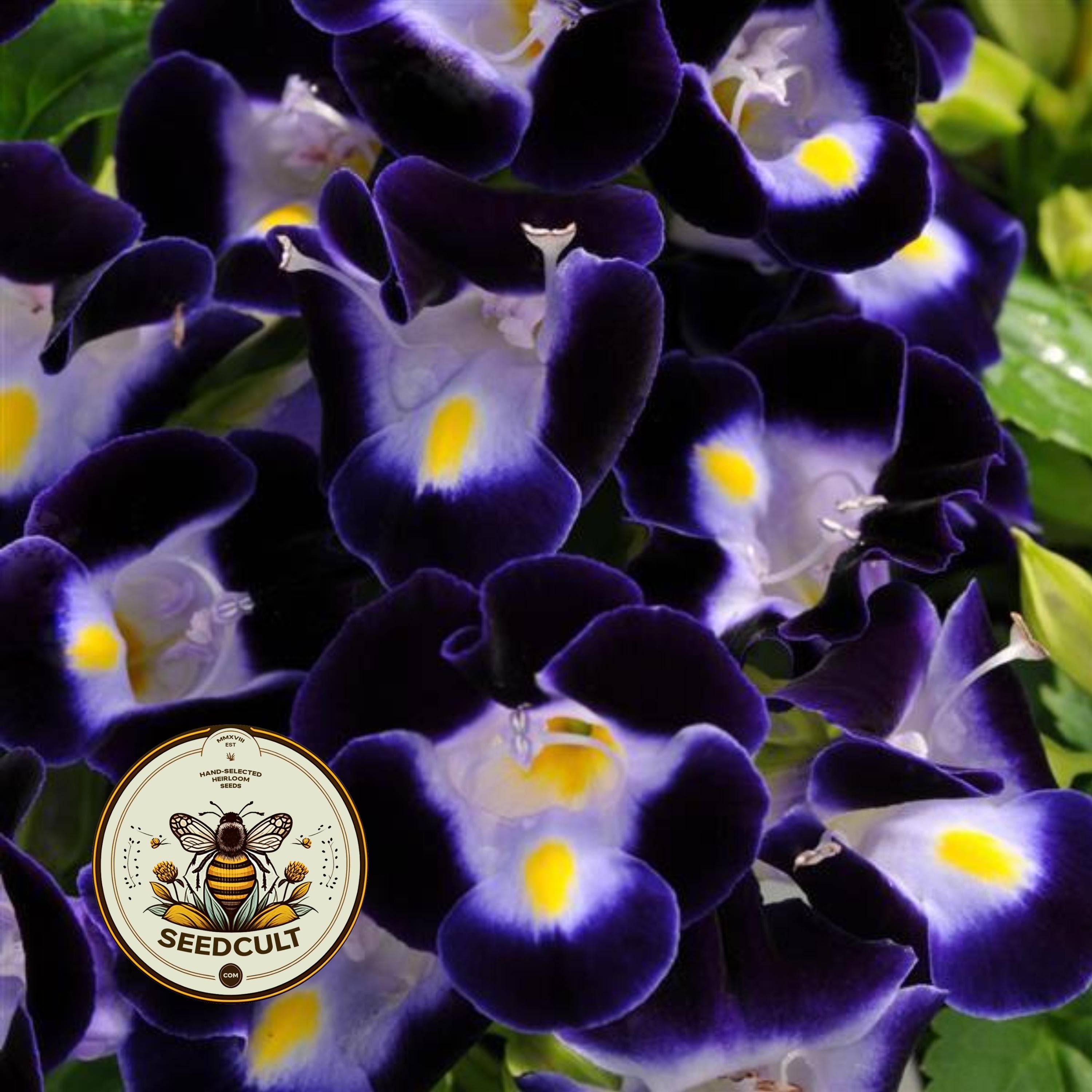NEW! Deep Blue Kauai Torenia, Torenia Fournieri, TO3020P