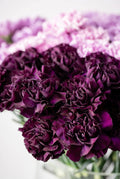 50 King of Blacks Carnation Seeds, Grenadin, Dianthus Caryophyllus DI0550