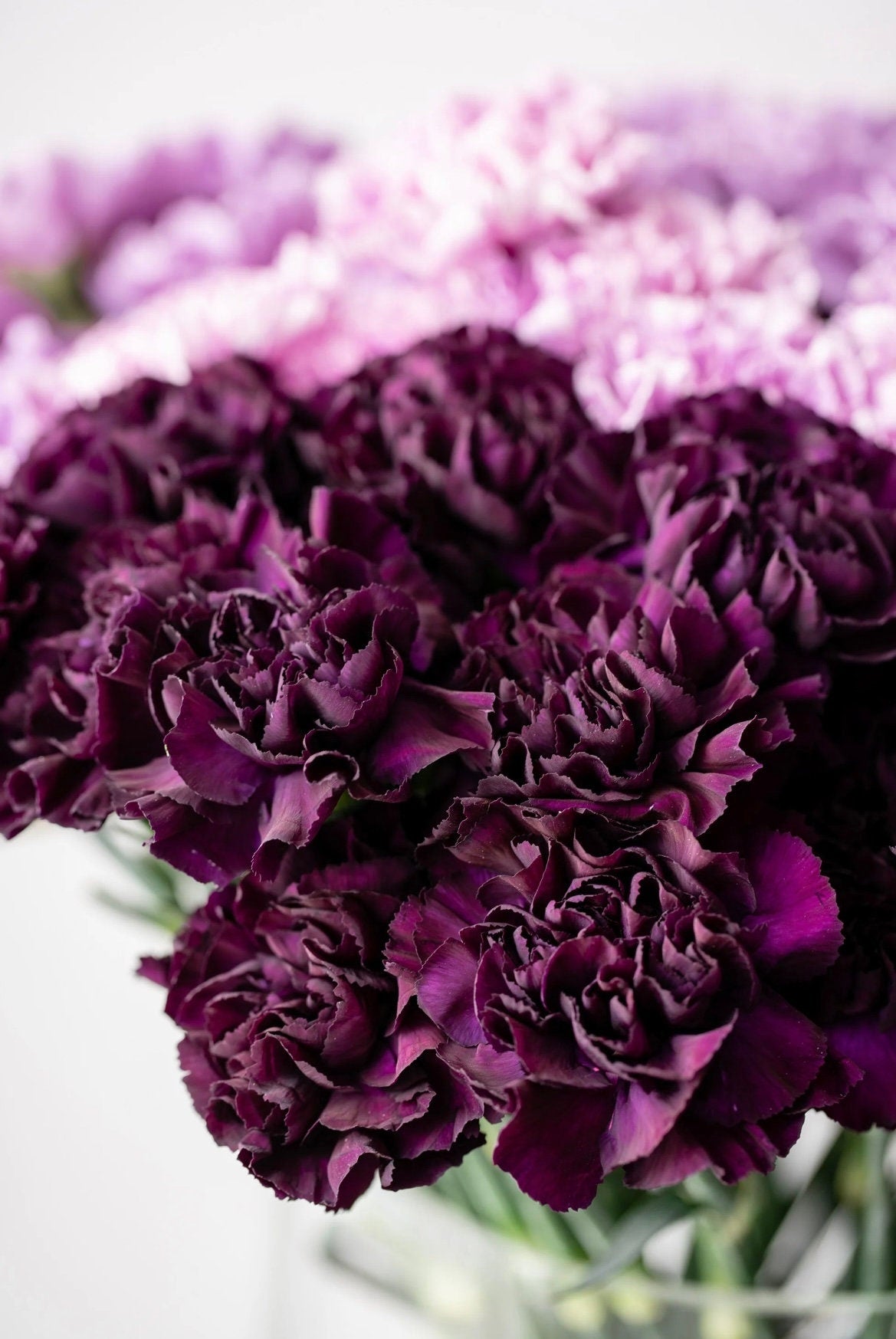 50 King of Blacks Carnation Seeds, Grenadin, Dianthus Caryophyllus DI0550