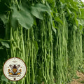 Green Yard Long Beans, Vigna unguiculata, Asparagus Bean VI0125