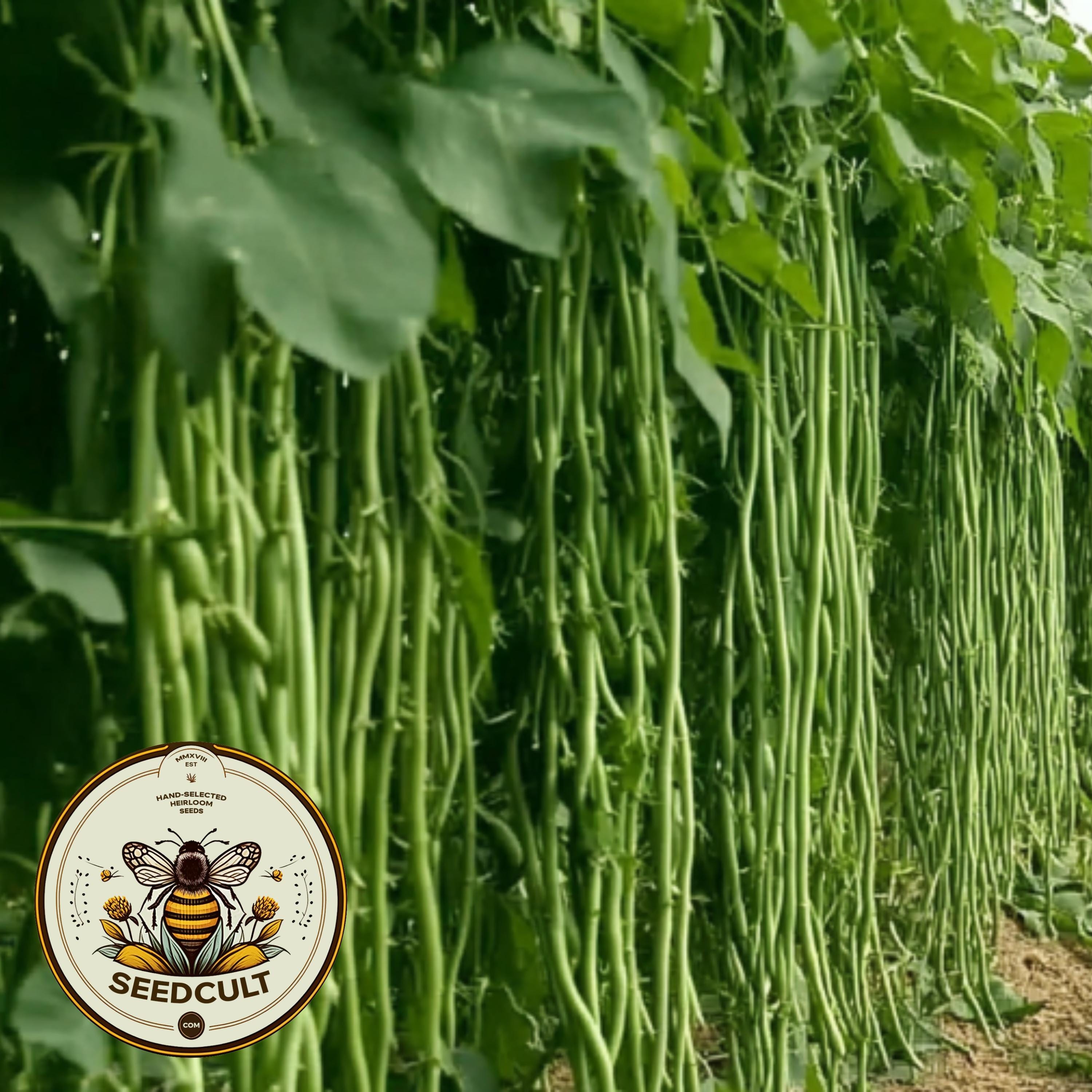 Green Yard Long Beans, Vigna unguiculata, Asparagus Bean VI0125