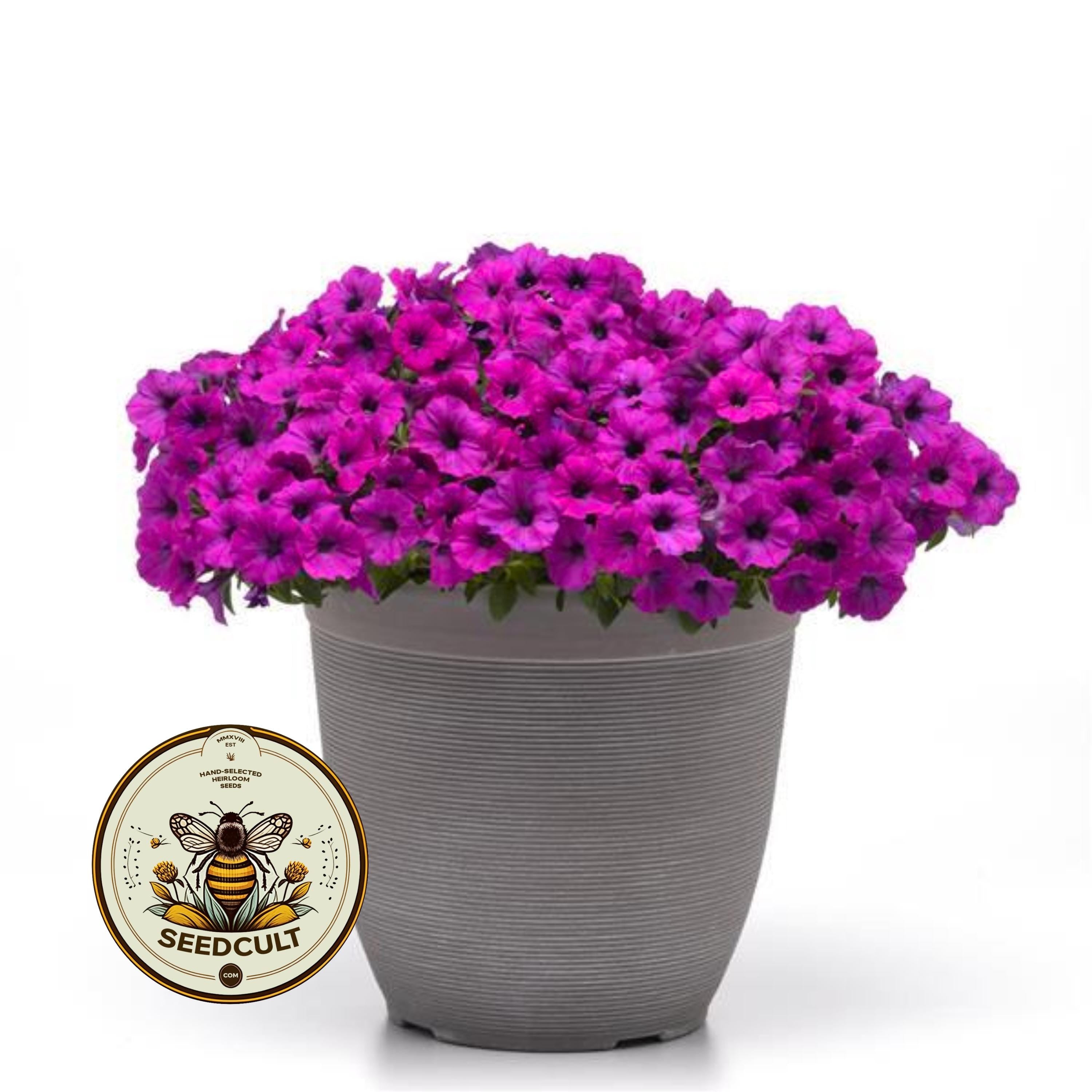 NEW! Shock Wave Violet Petunia Seeds, Pelleted for easier sowing and germination, Petunia Hybrida PE8810P