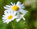 Bulk German Chamomile Seeds, Organic Matricaria chamomilla, Medicinal Herbs and Flowers MC011C